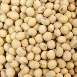 SOYBEAN SEEDS