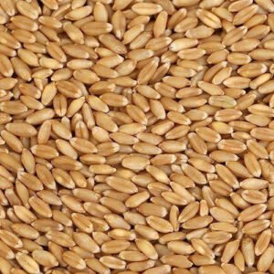 WHEAT GRAINS